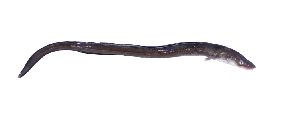 argentine conger argentine conger