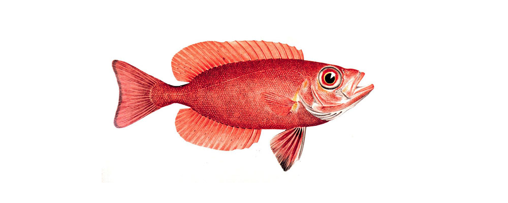 atlantic-bigeye atlantic-bigeye