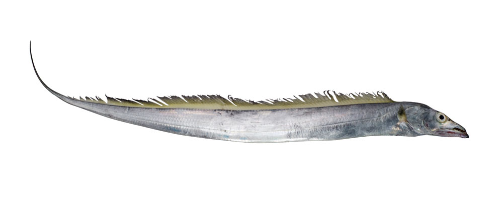 beltfish beltfish