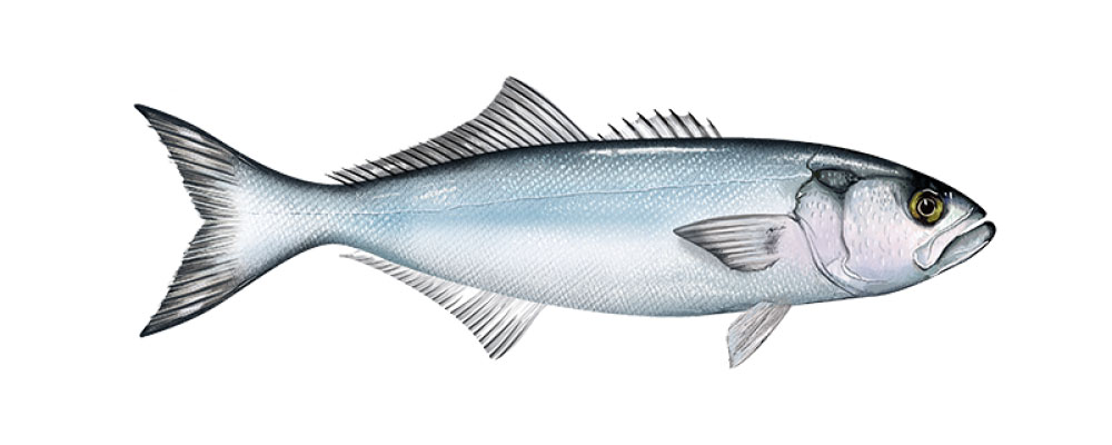 bluefin bluefin