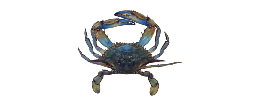 crab crab