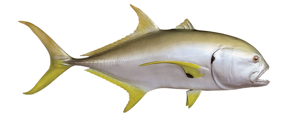 crevalle-jack crevalle-jack