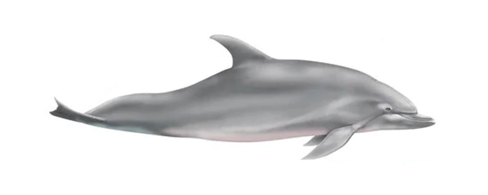 dolphin dolphin