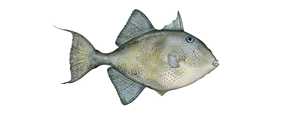 gray-triggerfish gray-triggerfish