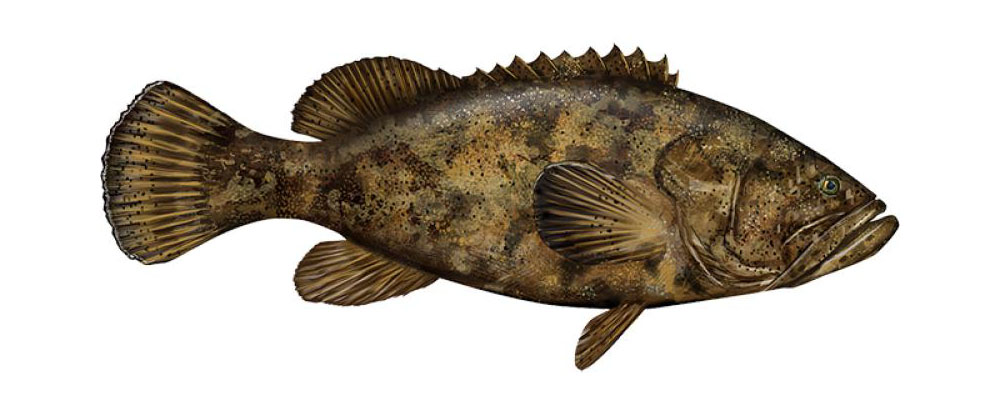 grouper grouper