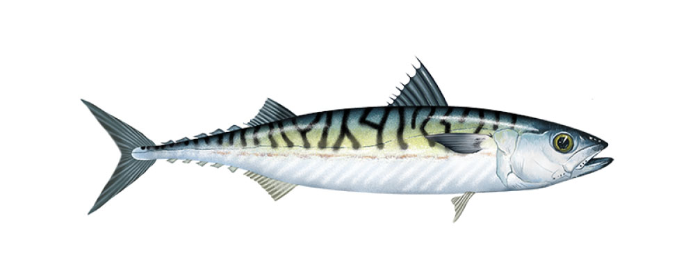 mackerel mackerel