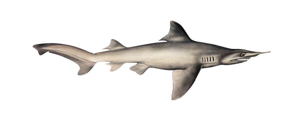 shark shark
