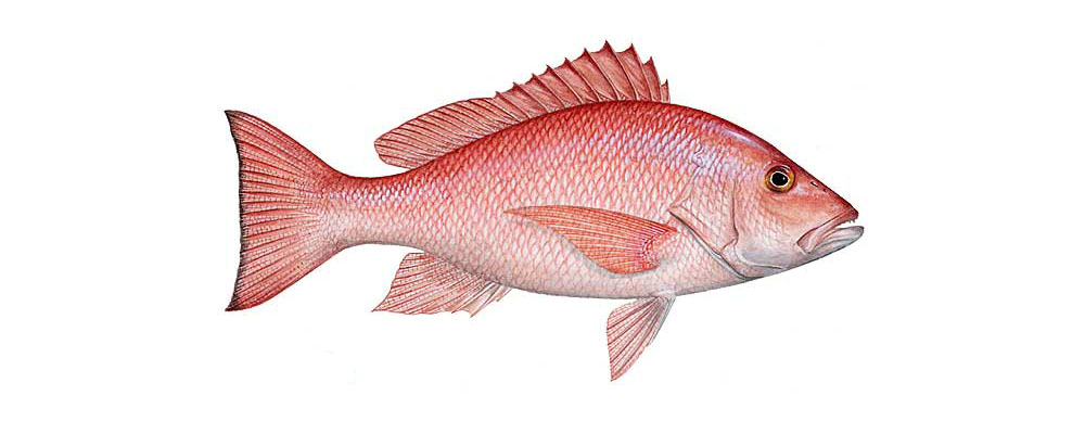 snapper snapper