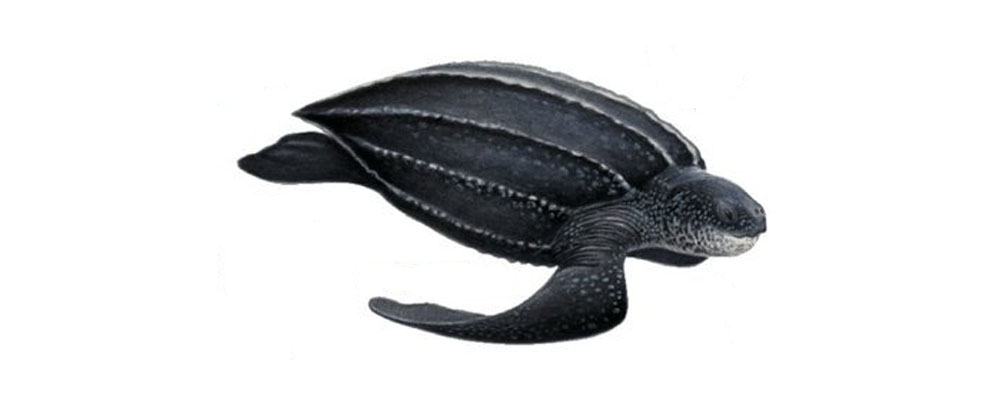 turtle turtle